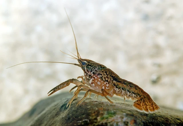 10 LIVE CRAYFISH/CRAWFISH Bottom Cleaners Indoor/Outdoor water feature Live food
