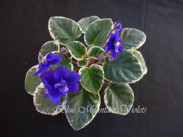 African Violet Plant "Cajun's Code Blue"