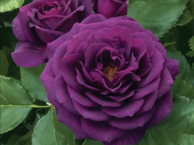 50 PCS Heirloom Exotic Purple Rose Bush Seeds Light Fragrant Garden Flowers