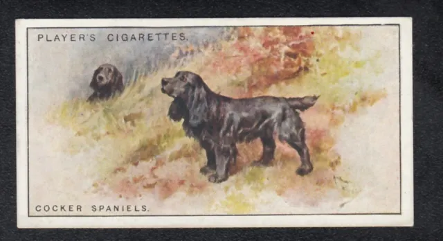 COCKER SPANIELS Vintage 1925 Dog Painting Card