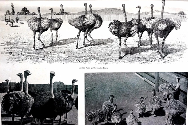 Coronado Beach California 1891 OSTRICH PLUMES FARM FEATHERS Art Print with STORY