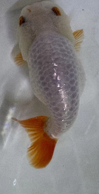 LIVE pond goldfish  Fish~ Goldfish Ranchu goldfish koi pond 4 Inch