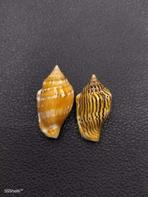 2 x strombus mutabilis Sea shell collector home decor beach #8493