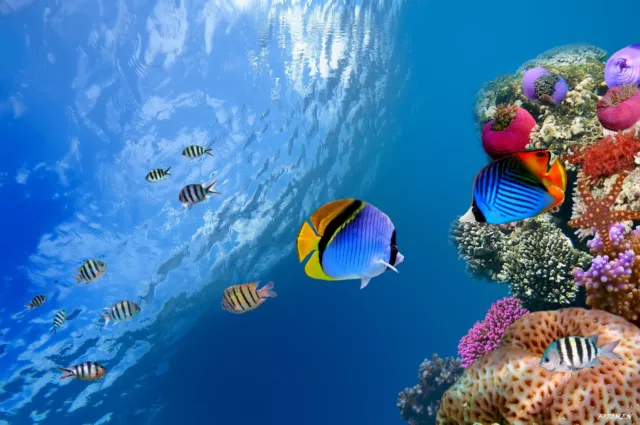 Large Beautiful Underwater Coral Reef Fish Photo Picture Art Print Poster