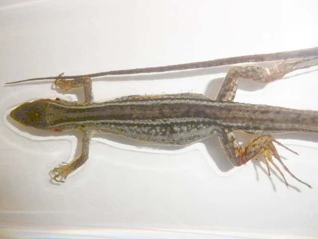 Asian Grass Lizard Specimen Clear Lucite Block Teaching Aid T413