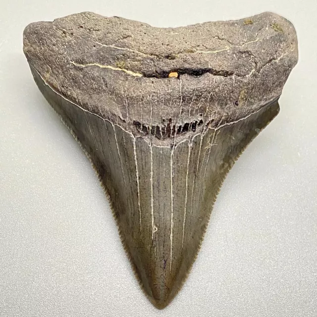 Sharply Serrated Light Gray 2.44" Fossil MEGALODON Shark Tooth - USA