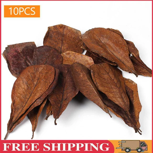 10 piezas Terminalia Catappa Hojas Ajustan Valor de PH Natural para Paisajismo de Acuarios