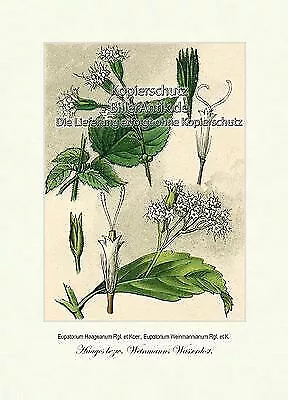 Haages bezw. Weinmanns Wasserdost Eupatorium Haageanum  Vilmorin A4 352