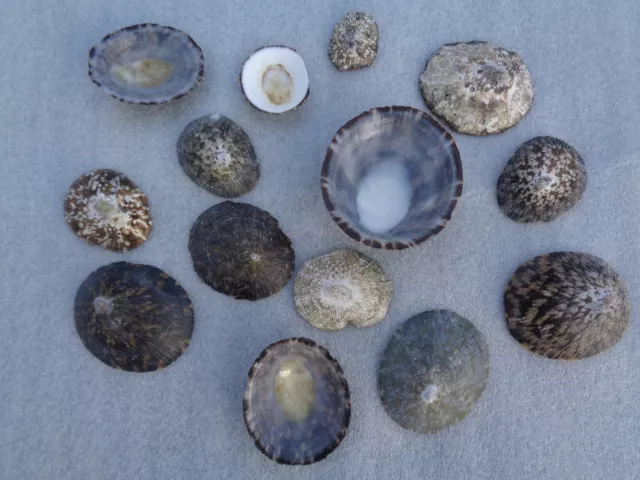 10 SEA SHELLS OVAL LIMPET 3 - 4 CM Shell Art Craft Display Semi Transparent.