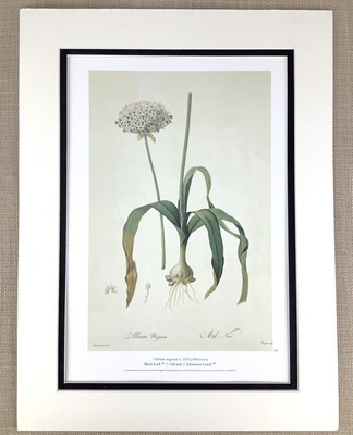 LYS Vintage Botanique Imprimé Grand Drimia Lys Fleur Lys Pierre Joseph Redoute LYS Vintage Botanique Imprimé Grand Drimia Lys Fleur Lys Pierre Joseph Redoute