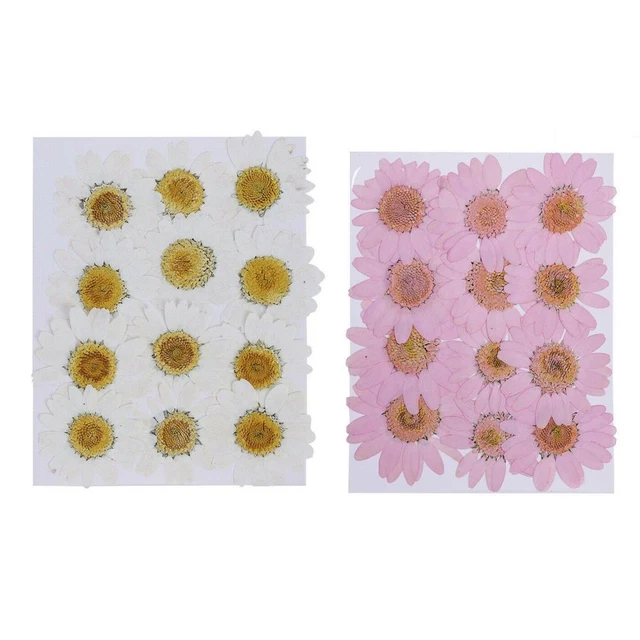 24 PIEZAS Colorido Hágalo usted mismo Maquillaje de resina Fabricación de joyas Margarita Flor seca Arte prensado