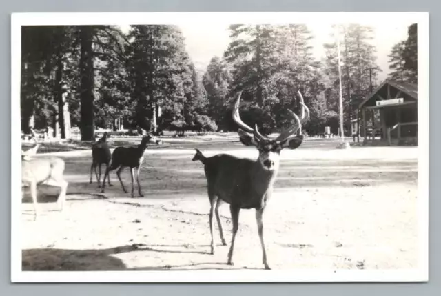 Deers AZUSA California RPPC Los Angeles County Vintage Frashers Photo~1940s