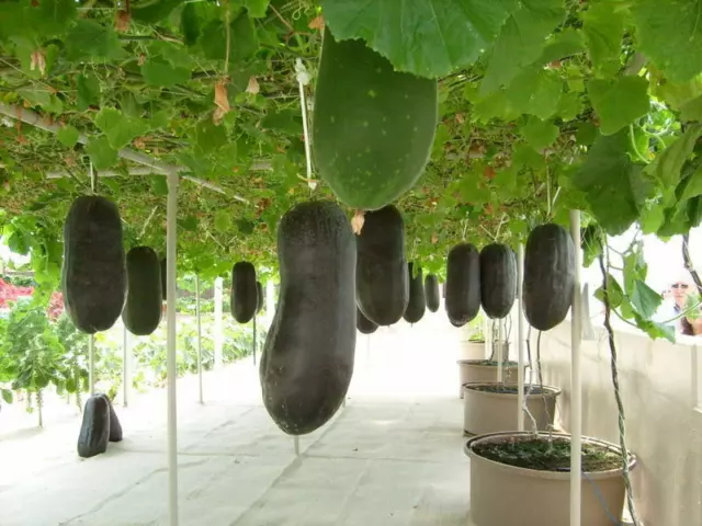 10 seeds of Wax Gourd - BENINCASA HISPIDA - Ash Winter Melon