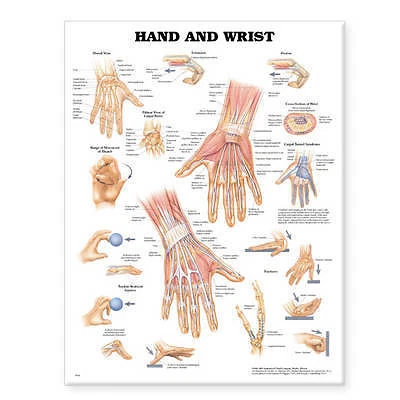 HAND AND WRIST Anatomical Chart - Paper Unmounted by Anatomical Chart ...