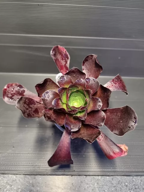 Aeonium Pomegranate         ***((( Possibly The Best Of The Big Ones )))***