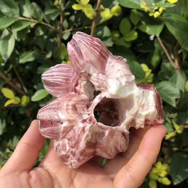 Natural Barnacle Coral Fish Tank Aquarium Landscaping Decor Ornaments Shelter