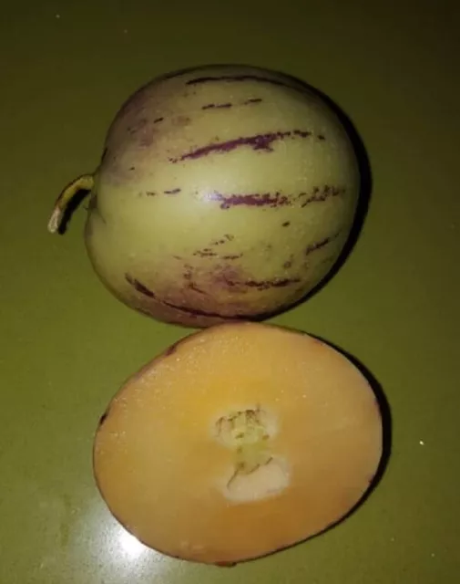 MELON PEPINO solanum muricatum  RICA FRUTA  12 semillas - seeds