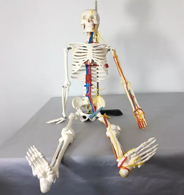 85CM Human Anatomical Skeleton Model Medical Learn Anatomy Halloween Skeleton