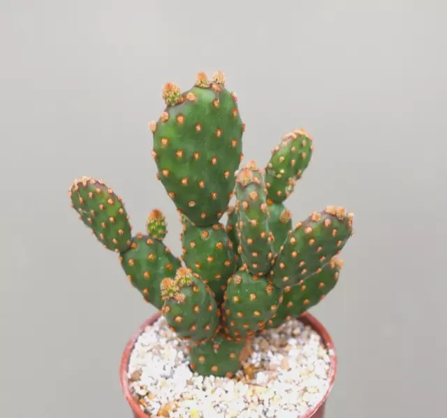 Opuntia microdasys var. rufida minima - Cactus / Succulent