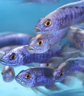 Live Electric Blue Cichlid for fish tank aquarium