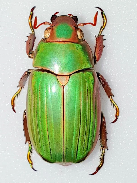 CHRYSINA ALPHABARREI MALE 25Mm+ Rutelidae Ruteliidae Mexico Rare!!! EUR ...