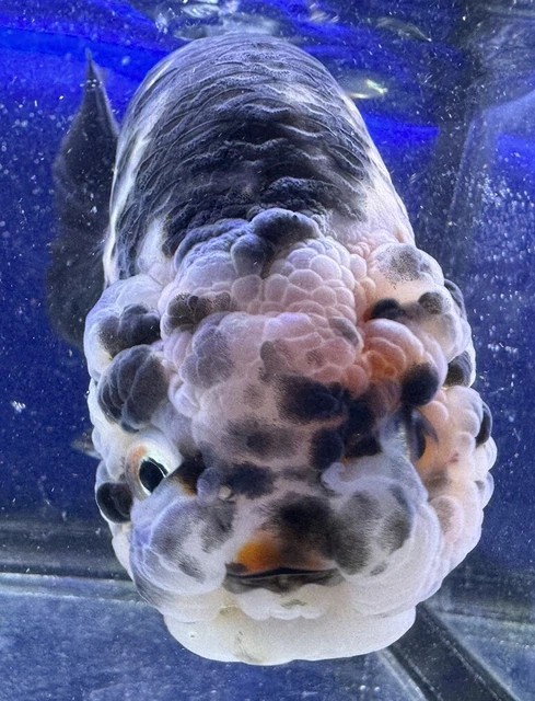 LIVE pond goldfish Fish~Goldfish Ranchu 5.25 Inch High Grade Double Chin