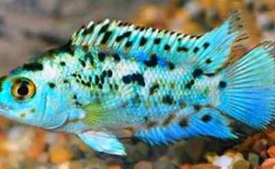 Electric Blue Jack Dempsey - South American Cichlid  - Live Fish (.2.5" - 3")A+