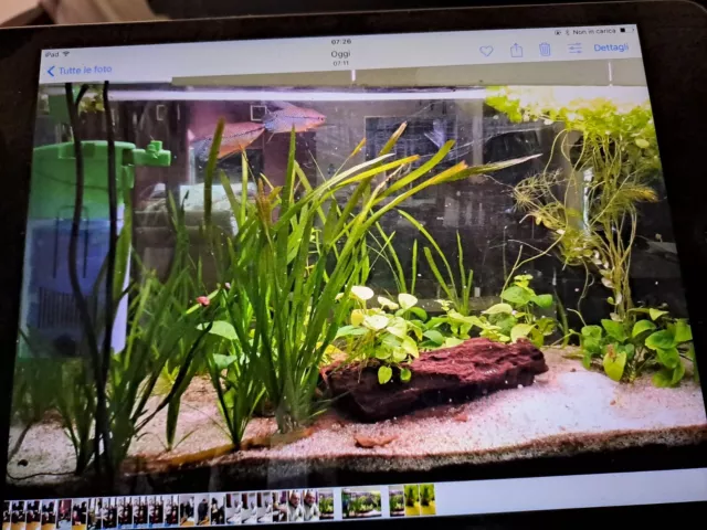 Acquario bianco da 80 litri + acquario nero da 20 litri con pesci e piante