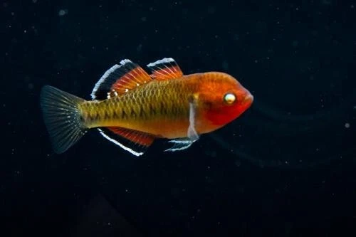 1 Live Empire Gudgeon Rare Freshwater Tropical Fish