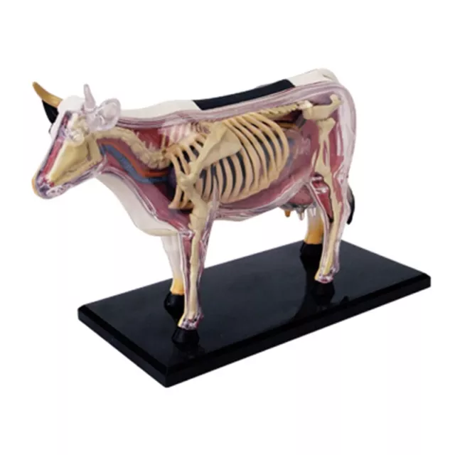 Animale Organo Anatomia Modello 4D Mucca Intelligenza Assemblaggio Giocatto9733