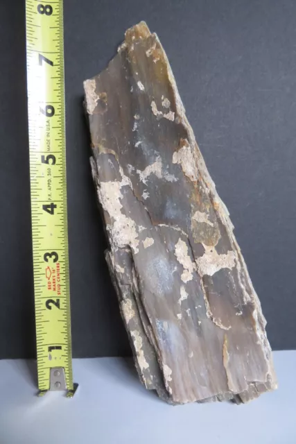 VINTAGE Small Petrified Wood Fossil 1 lb 1.7 oz Rough Specimen Eastern Montana