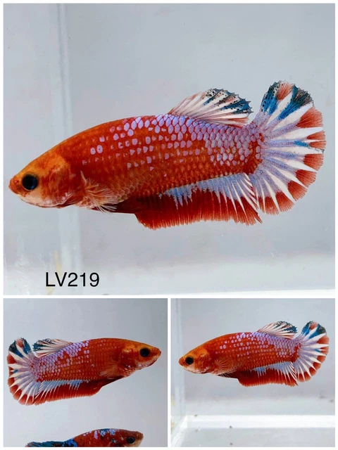 Betta Live Fish Female Red Fancy LV219 Ask Seller Shipping Cost Before Buy