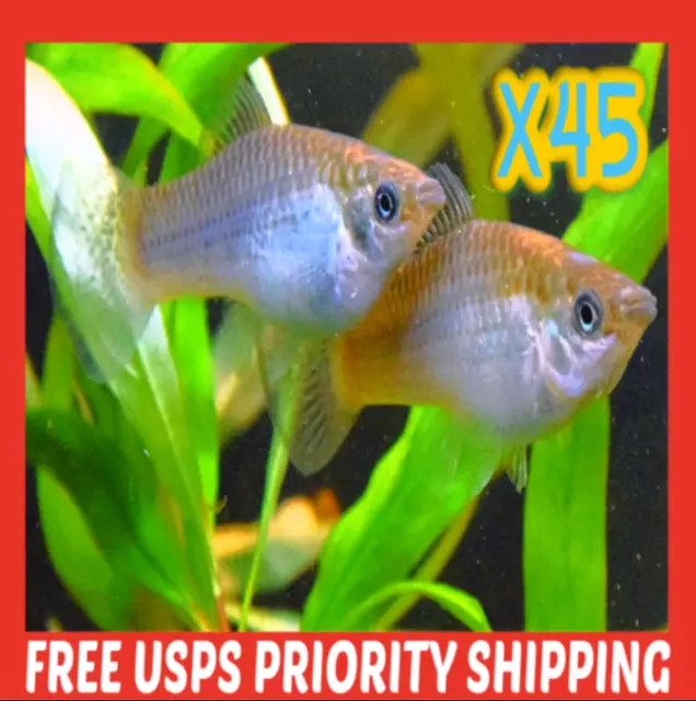 🐟 x45 LIVE GREEN SAILFIN Molly Aquarium Koi Pond Feeder Guppy Fish FOOD MOLLIES