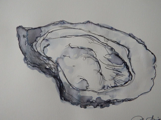 ORIGINAL PEN & Ink Wash Drawing of an Oyster Shell black ink on ivory ...