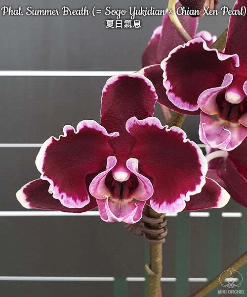 E44: Phal Summer Breath (Sogo Yukidian x Chian Xen Pearl) 夏日气息