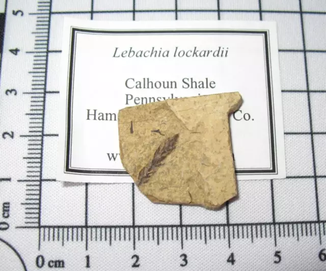 Pennsylvanian Carboniferous plant fossil Lebachia lockardii cone frond #1