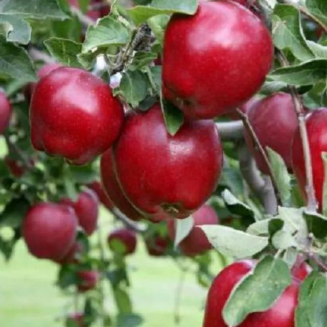 Apfelbaume Red Cortland Obstbaum Apfel 80cm/140cm