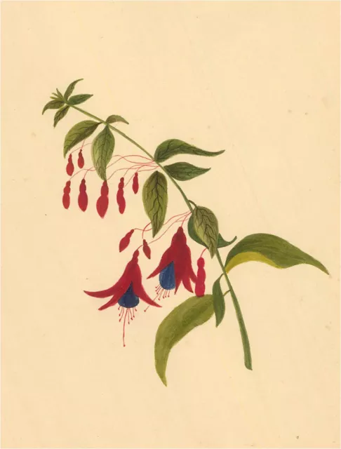 Early 19th Century Watercolour - Fuchsias