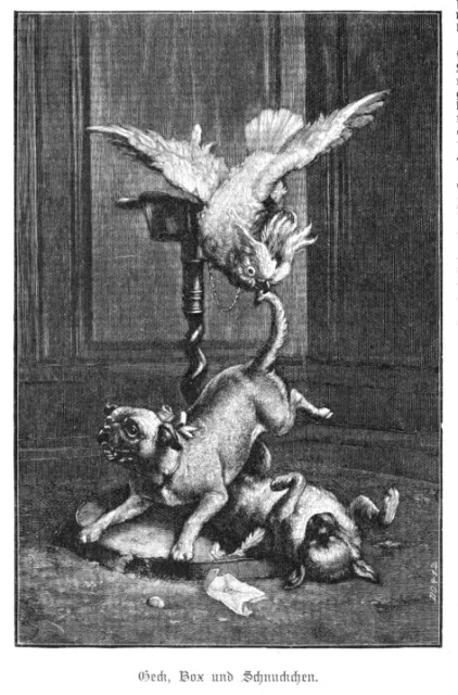 Mops, zwei Hunde, Kampf mit Papagei, Original-Holzstich von ca. 1895