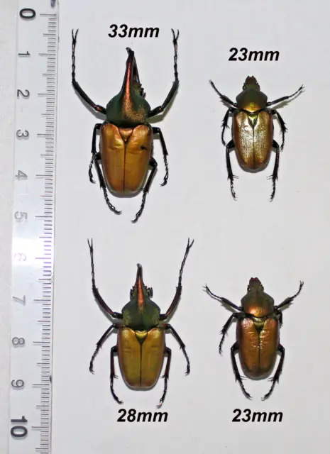 Cetoniidae. 2 pairs Theodosia magnifica bawangensis. West Kalimantan. (3)