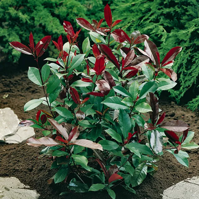 You Garden - Photinia 'Red Robin' in a 2L Pot,