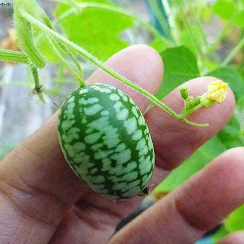 Cucamelon / mini pastèque (Melothria scabra), Les Uniques