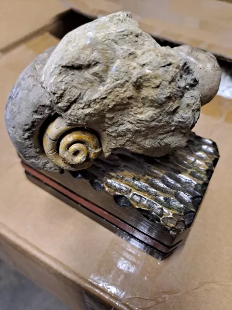 Ammonite Fossile