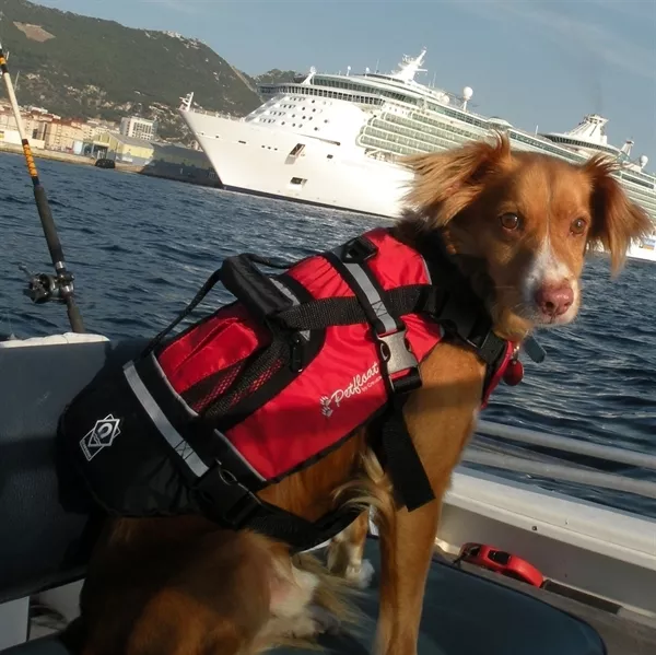 Chalecos salvavidas Crewsaver Petfloat para perros todos los tamaños 3