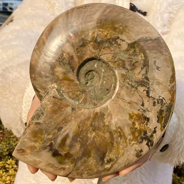 6.23LB atural beautiful Color Conch Ammonite Fossil Quartz Specimen Reiki