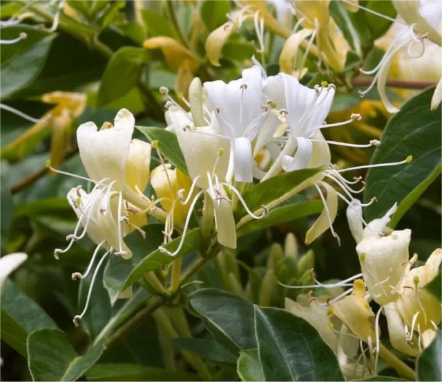 Pianta Lonicera Caprifolium 3