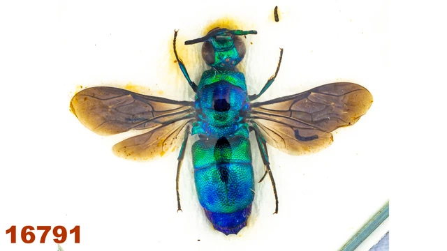 Hymenoptera Chrysididae:  sp.   A1, WS 16 mm , 1 pc