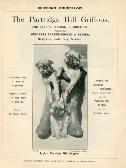 Brussels Griffon Old 1925 Named Dogs Partridge Hill Kennel Advert Print Page