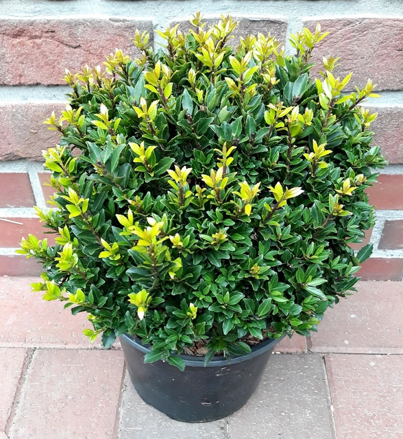 2 ILEX CRENATA Stokes, Kugel 2025 cm, ähnlich Buchsbaum + Dünger EUR
