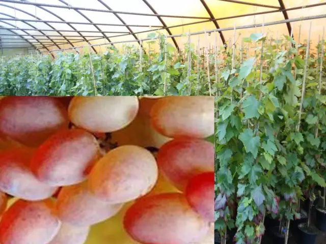 Vitis vinifera Bellarosso  Weinrebe Tafeltraube Wein Weintraube Top Winzersorte